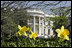 Daffodils glow in the sun as the White House South Lawn blooms with color in the first warm days of the 2006 spring season.