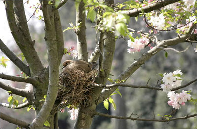Amid the flowering arms of a Katherine Crabapple tree, a dove makes a home for its expected young in the Rose Garden of the White House.