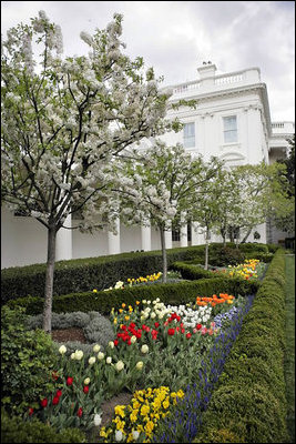 Katherine Crabapples line the Rose Garden bed of tulips between the West Wing and the White House Residence.