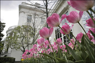 Pink Laura Bush tulips bloom in the East Garden. The tulip was named in the First Lady’s honor April 22, 2004.