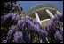 Flowering Wisteria vines hang from the South Portico of the White House Tuesday, April 18, 2006.