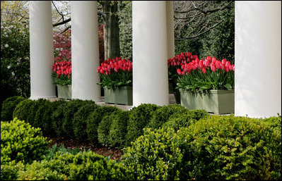 A line of boxwood bushes topped by boxes of tulips line the walkway outside the Oval Office, April 11, 2007. White House photo by Ashley Viste 