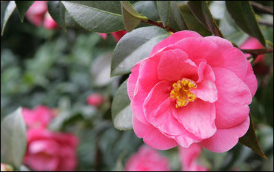 A bright pink flowering Camellia bush is one of the many variety of trees, bushes and flowers seen April 11, 2007, decorating the White House gardens in spring. White House photo by Ashley Viste
