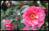 A bright pink flowering Camellia bush is one of the many variety of trees, bushes and flowers seen April 11, 2007, decorating the White House gardens in spring. White House photo by Ashley Viste