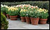 Potted tulips line the walkway from the Palm Room of the White House, April 11, 2007. White House photo by Ashley Viste 