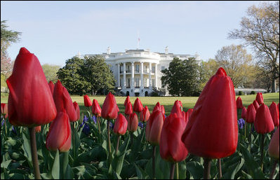 The White House, seen from the South Lawn, is framed by red tulips, Wednesday, April 18, 2007. White House photo by Joyce Boghosian 