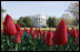 The White House, seen from the South Lawn, is framed by red tulips, Wednesday, April 18, 2007. White House photo by Joyce Boghosian 