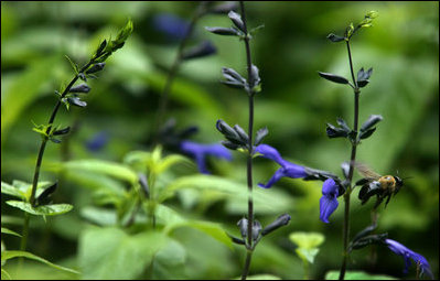 Stunning black and blue Salvia attracts fans of all sizes in the East Garden. Thursday, July 14, 2005. 