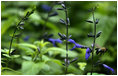 Stunning black and blue Salvia attracts fans of all sizes in the East Garden. Thursday, July 14, 2005. 