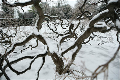 Tangled branches of the White House Vine Maple tree in the East Garden of the White House are seen covered in snow Monday morning, Jan. 22, 2007.