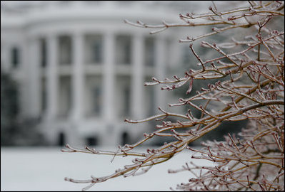 A thin layer of ice covers the branches of a tree on the South Lawn of the White House Monday morning, Jan. 22, 2007, left behind from an icy snowstorm Sunday that covered the Washington, D.C. area.
