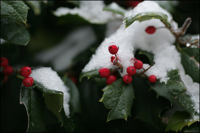 A layer of ice and snow cover the leaves and colorful berries of a holly tree in the East Garden of the White House, Monday morning, Jan. 22, 2007, from Sunday’s snowstorm that covered the Washington, D.C. area.