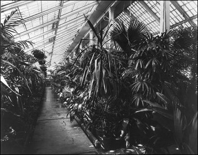 The interior space of the conservatories created a lush private garden for the first family to enjoy year round, c. 1890.