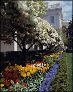 Photo of the White House from the Rose Garden.