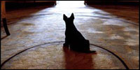 From the Diplomatic Reception Room doorway on April 16, 2002, Barney waits attentively for President Bush. Before the 1902 renovation, the Diplomatic Room and the other rooms on the ground floor were used for storage.