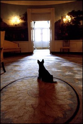 From the Diplomatic Reception Room doorway on April 16, 2002, Barney waits attentively for President Bush. Before the 1902 renovation, the Diplomatic Room and the other rooms on the ground floor were used for storage. 