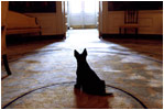 From the Diplomatic Room doorway, Barney waits attentively for the President April 16, 2002. Before the 1902 renovation, the Diplomatic Room and the other rooms on the ground floor were used for storage.