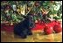 Barney poses for the cameras under the White House Christmas Tree in the Blue Room, Monday Dec. 9, 2002 