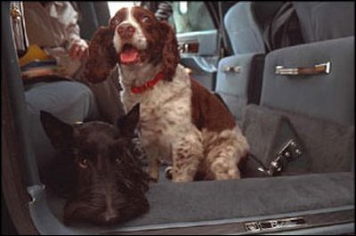 Spot and Barney enjoy a ride in a car, March 27, 2002. 