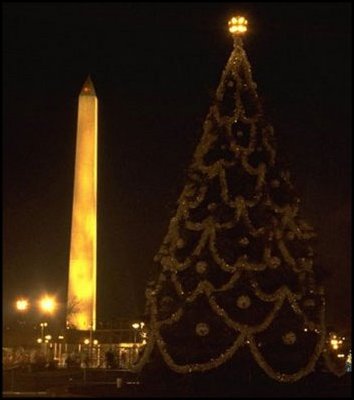 The Washington Monument glows behind the soon-to-be-lit 1979 tree. In 1978, a Colorado blue spruce from York, Pennsylvania, was planted on the Ellipse as the national living tree. 