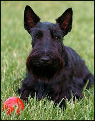 Barney Bush plays on the White House lawn with his red ball.