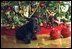Barney poses for the cameras under the White House Christmas Tree in the Blue Room, Monday Dec. 9, 2002.