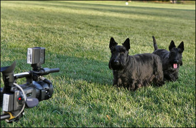 Barney and Miss Beazley take the camera out for a stroll on the South Lawn.