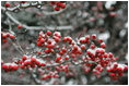 Snow settles softly on every branch and berry in the Rose Garden during the first snowfall of the season Monday, Dec. 5, 2005.