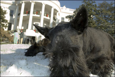 Like many children home from school across the country, Barney and Miss Beazley spend the morning playing in the snow on the South Lawn Friday, Dec. 9, 2005.