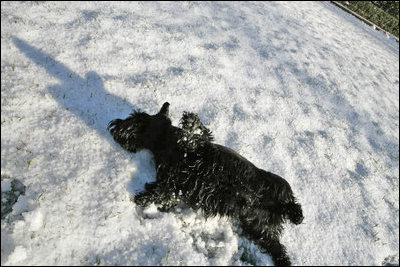 Although no Angel himself, Barney takes a turn at making a snow angel on the South Lawn Friday, Dec. 9, 2005.