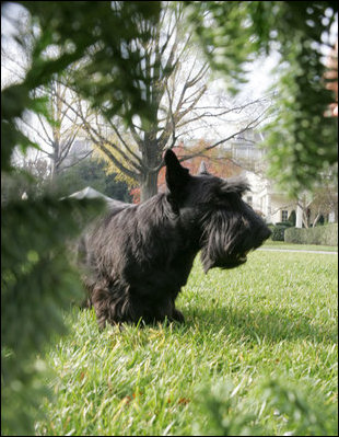 Barney is framed thru a Christmas wreath on the South Lawn of the White House, Tuesday, Nov. 28, 2006.