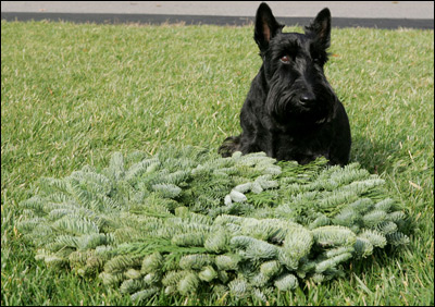 Barney sits next to a Christmas wreath on the South Lawn of the White House waiting for the decorating to begin, Tuesday, Nov. 28, 2006.