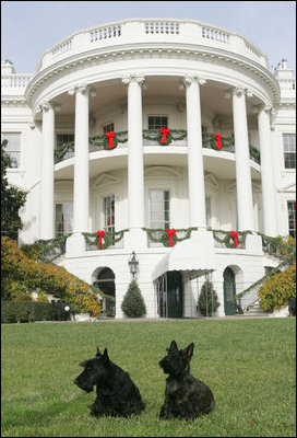 Barney and Miss Beazley relax on the South Lawn in front of a holiday decorated White House, Tuesday, Nov. 28, 2006.