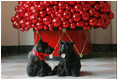 Barney and Miss Beazley pose beneath a decorative red ornament Christmas Tree, Wednesday, Nov. 29, 2006, in the East Wing of the White House.