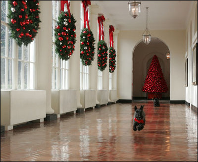 Miss Beazley makes a dash down the East Wing Colonnade, with Barney following behind, to see what Christmas decorations are on this side of the White House, Wednesday, Nov. 29, 2006.