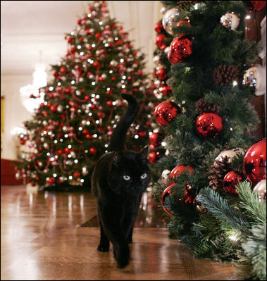 Bush family cat Willie, nicknamed “Kitty,” takes a stroll to visit the Christmas decorations in the East Room of the White House, Wednesday, Nov. 29, 2006.