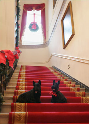 Barney and Miss Beazley sit on the Grand Staircase at the White House, Thursday, Nov, 30, 2006, deciding whether to begin touring the Christmas decorations upstairs or downstairs.