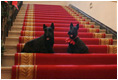 Barney and Miss Beazley sit on the Grand Staircase at the White House, Thursday, Nov, 30, 2006, deciding whether to begin touring the Christmas decorations upstairs or downstairs.