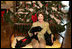 Mrs. Laura Bush poses with Barney, Miss Beazley and the family cat Willie, nicknamed “Kitty,” Friday, Dec. 1, 2006, next to the White House Christmas Tree in the Blue Room.