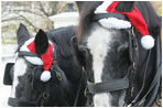 A pair of Draft horses wearing Santa hats arrive at the White House pulling the wagon carrying the official White House Christmas tree, Monday, Nov. 27, 2006. The 18-foot Douglas fir tree was donated by the Botek family of Lehighton, Pa., owners of the Crystal Springs Tree Farm. 