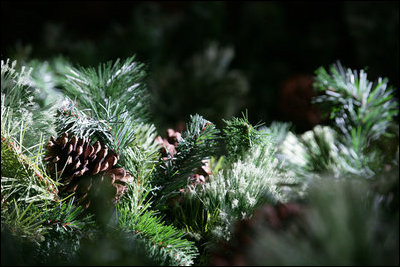 Pinecones rest in a forest of garland as evergreen branches are sculpted for the White House holiday season.
