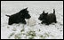 Barney & Miss Beazley play with their soccer ball in the snow on the South Lawn of the White House, Wednesday, Dec. 5, 2007.