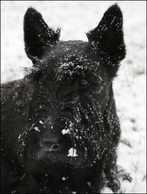 Barney shows a frosty face after a romp across the South Lawn of the White House in the season’s first snowstorm Dec. 5, 2007.