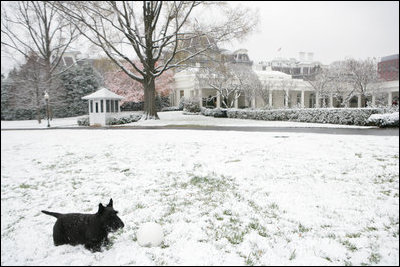 Barney finds a winter wonderland as he come out to play on the South Lawn of the White House, Wednesday, Dec. 5, 2007.