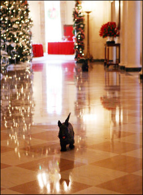 Miss Beazley runs down the Cross Hall as Barney follows Dec. 3, 2008, during the filming of BarneyCam VII: A Red, White and Blue Christmas.