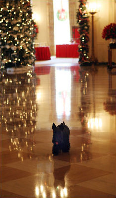 Barney strolls down the Cross Hall checking on all of the great decorations Dec. 3, 2008, at the White House.