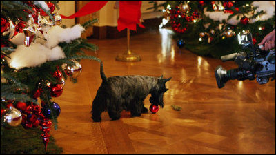As the camera is rolling, Miss Beazley plays with an ornament during the filming of BarneyCam VII: A Red, White, and Blue Christmas Dec. 3, 2008, in the East Room of the White House.