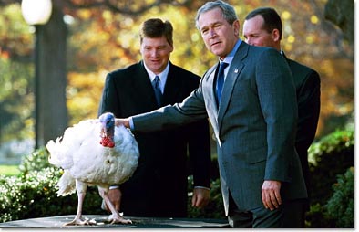 President George W. Bush looks over Katie, the National Thanksgiving Turkey, during the annual ceremonial pardoning in the Rose Garden, Tuesday, Nov. 26.