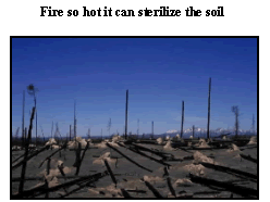 Fire so hot it can sterilize the soil