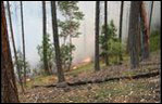 Fire behavior in a small area that was thinned: Fire burns low and on the ground 